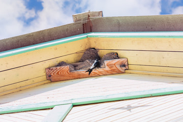 Swallows Grow Chicks In Nests Under The Roof Of A Village House