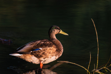 wild duck