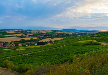 Blick auf Weinreben, im Hintergrund Dörfer in Rheinland-Pfalz
