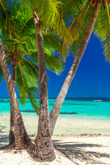 Tropical beach with coconut palm trees and clear lagoon, Fiji Islands