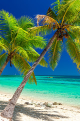 Fototapety  Tropikalna plaża z palmami kokosowymi i czystą laguną, Wyspy Fidżi