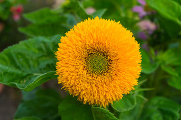 Ziersonnenblume blüht im Sommer