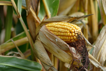 Mais Kolben