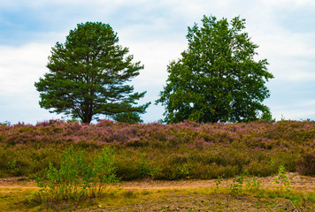 Mehlinger Heide im Sommer, Rheinland Pfalz, Deutschland,