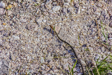 brazilian outdoor snakes