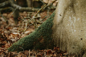 wurzel