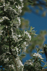 birne blüte