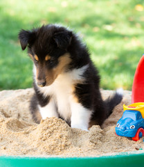 Tricolour Langhaar-Collie-Welpe im Sandkasten