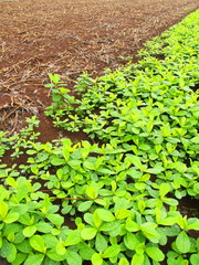 緑肥の茂る雨の畑風景