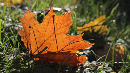 autumn leaf on a ground