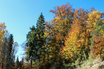 colorfull autumn forest