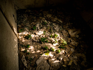 Die Natur hält Einzug