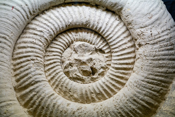 Fossil Ammonite for fuel and gas industry