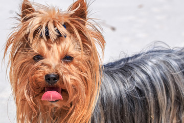 Yorkshire Terrier