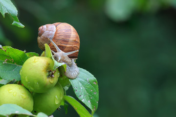 Snail on apple