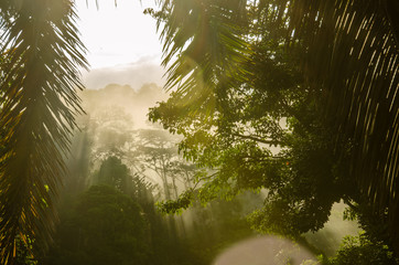Sonnenaufgang Regenwald