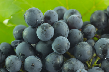 Uva fragola