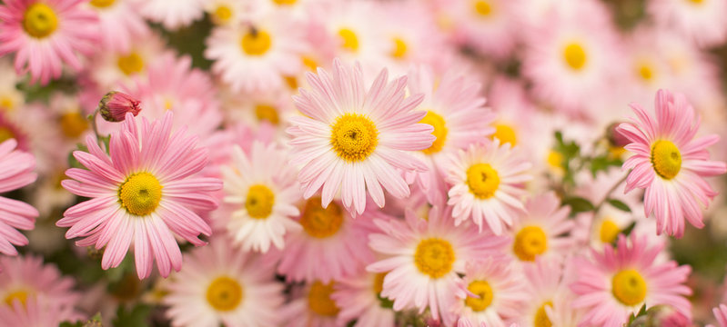 Beautiful Wide Angle background with pink chrysanthemum flowers