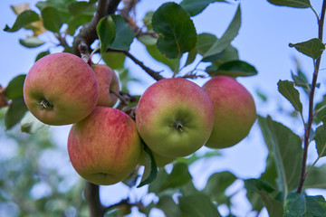 Close up Picture of the red riped apples on the stick of apple branch or tree in the organic orchard or home garden just before to be picked in the autumn sunny day.