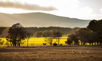 Abwaschbare Fototapete Australian farmland in drought © Jandrie Lombard