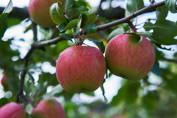 Close up Picture of the red riped apples on the stick of apple branch or tree in the organic orchard or home garden just before to be picked in the autumn sunny day.
