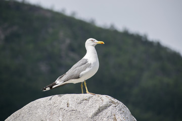 seagull is sitting on a rock