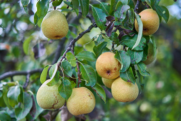 Close up Picture of the yellow riped pears on the stick of pear branch or tree in the organic orchard or home garden just before to be picked in the autumn sunny day.