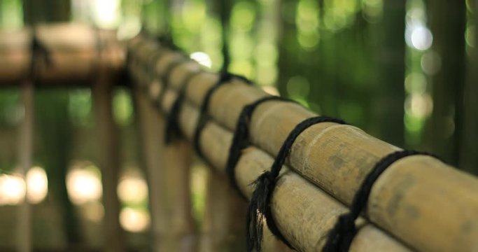 竹林　日本の自然　日本文化　伝統的な風景　東京の公園