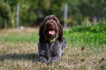 Young well trained czech wirehaired pointer, hunting dog or hound dog resting in the meadow or garden and waiting for commands from her owner for hunting.
