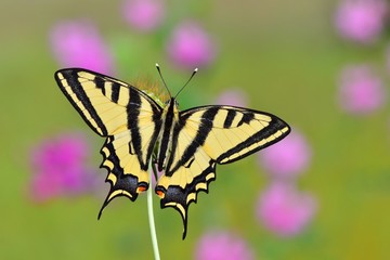 Papilio alexanor  435