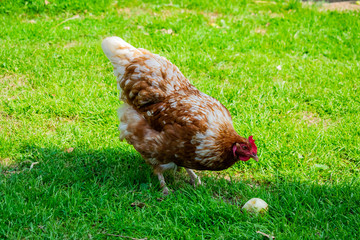 chicken bird on the green lawn of the farm