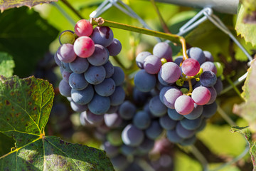 concord grapes hanging on the vine ready for harvest
