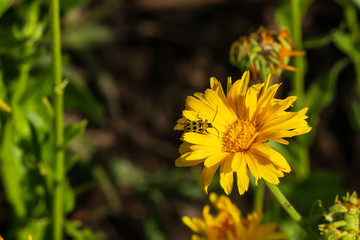 small yellow flower in the garden that has a visitor