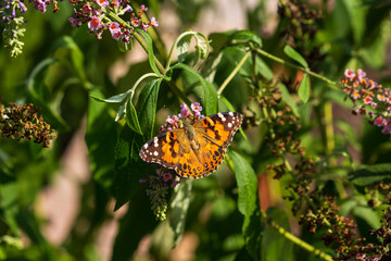 close up of a butterfly on a butterfly bush