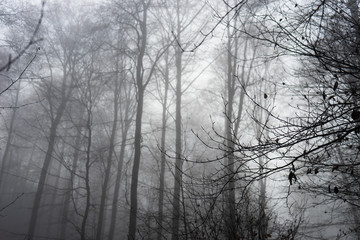 Eerie dark forest background with mysterious mist from below