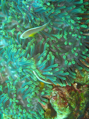 Fototapeta na wymiar Sea anemone and clownfish