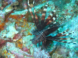 Black Line Lionfish, Thailand