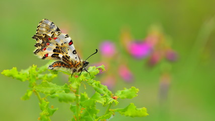 Zerynthia cerisyi  437