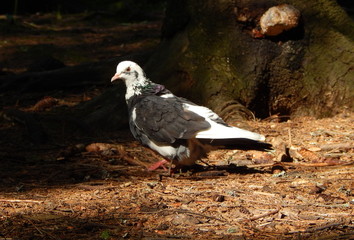 A pigeon with white spots walks the ground in the forest