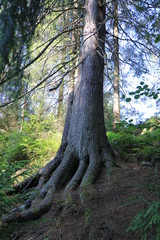 tree, trunk, roots, nature, forest, wood, landscape, green, leaves, outdoors, spring, old, environment, grass, summer, moss, branches