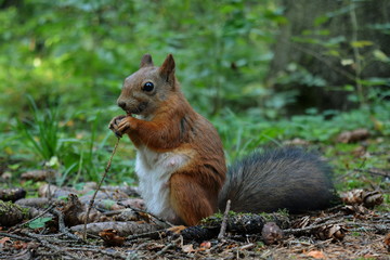 Naklejka na ściany i meble Beautiful fluffy squirrel closeup gnawing nut sitting next to cones in the forest