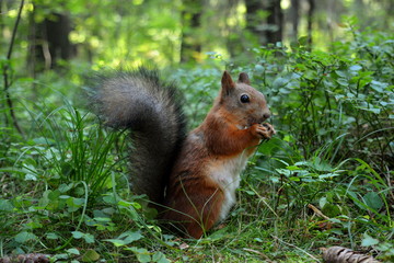 Naklejka na ściany i meble Beautiful fluffy squirrel sitting in grass and gnawing nuts