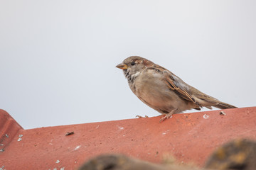 Haussperling auf dem Dach
