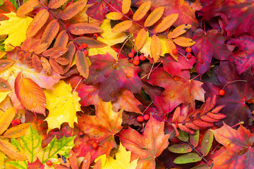 Colorful autumn leaves background. Bright orange tones colors