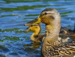 Ducks floating in the water