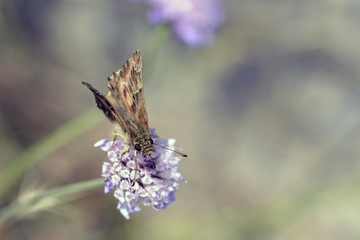 Mallow Skipper - Carcharodus alceae, Crete