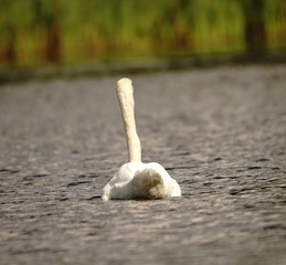 Höckerschwan