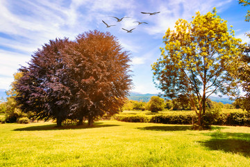 Paesaggio autunnale 