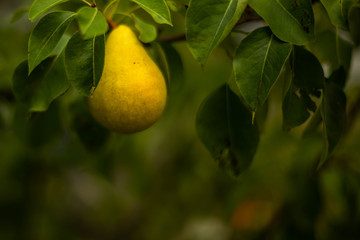 pear