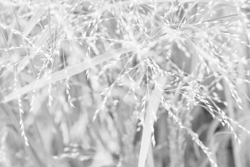 texture of the leaves and stems of grasses